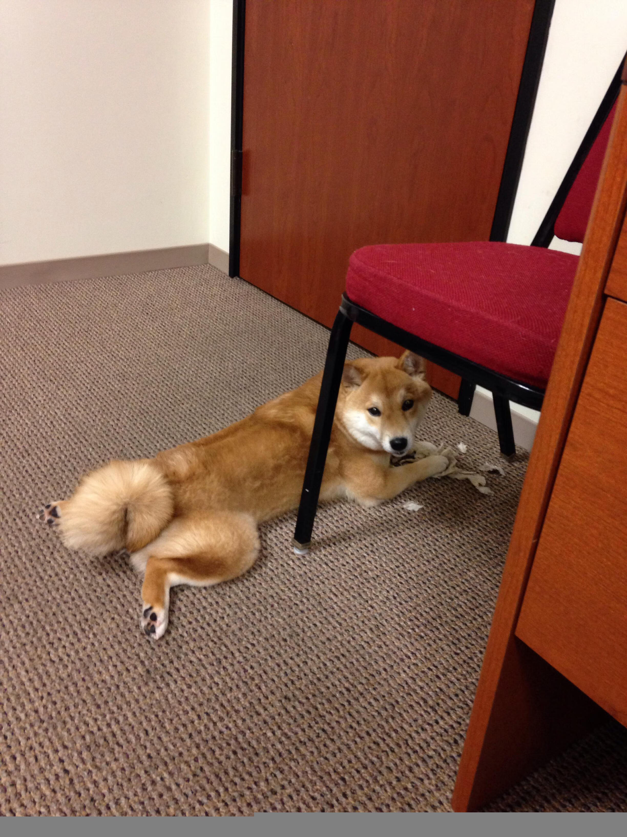 绿茵场与硬木地板，两种统治力，同一种王者逻辑