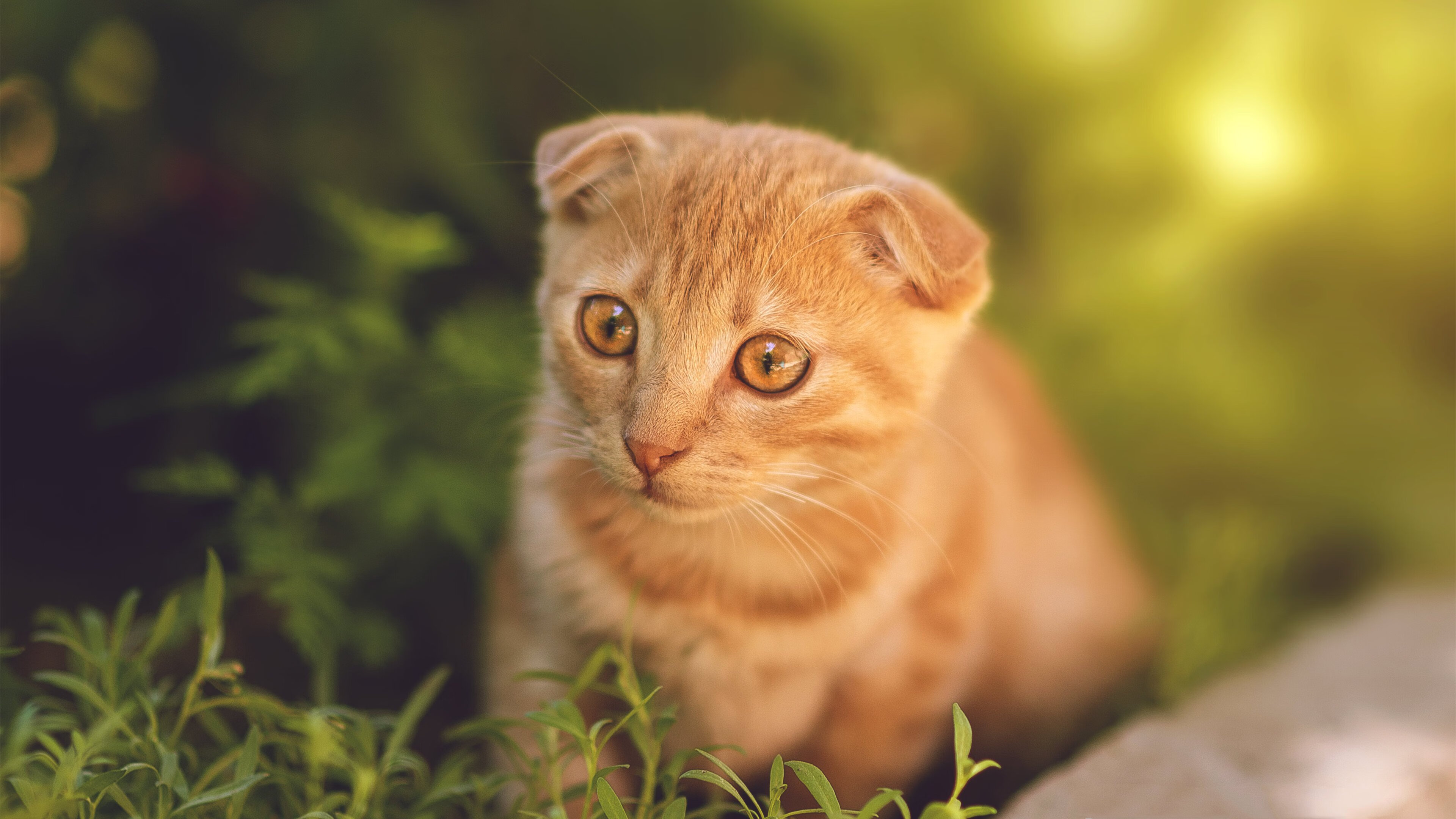 雄鹿跨洋强势破粤，马克西2026世界杯展接管之力