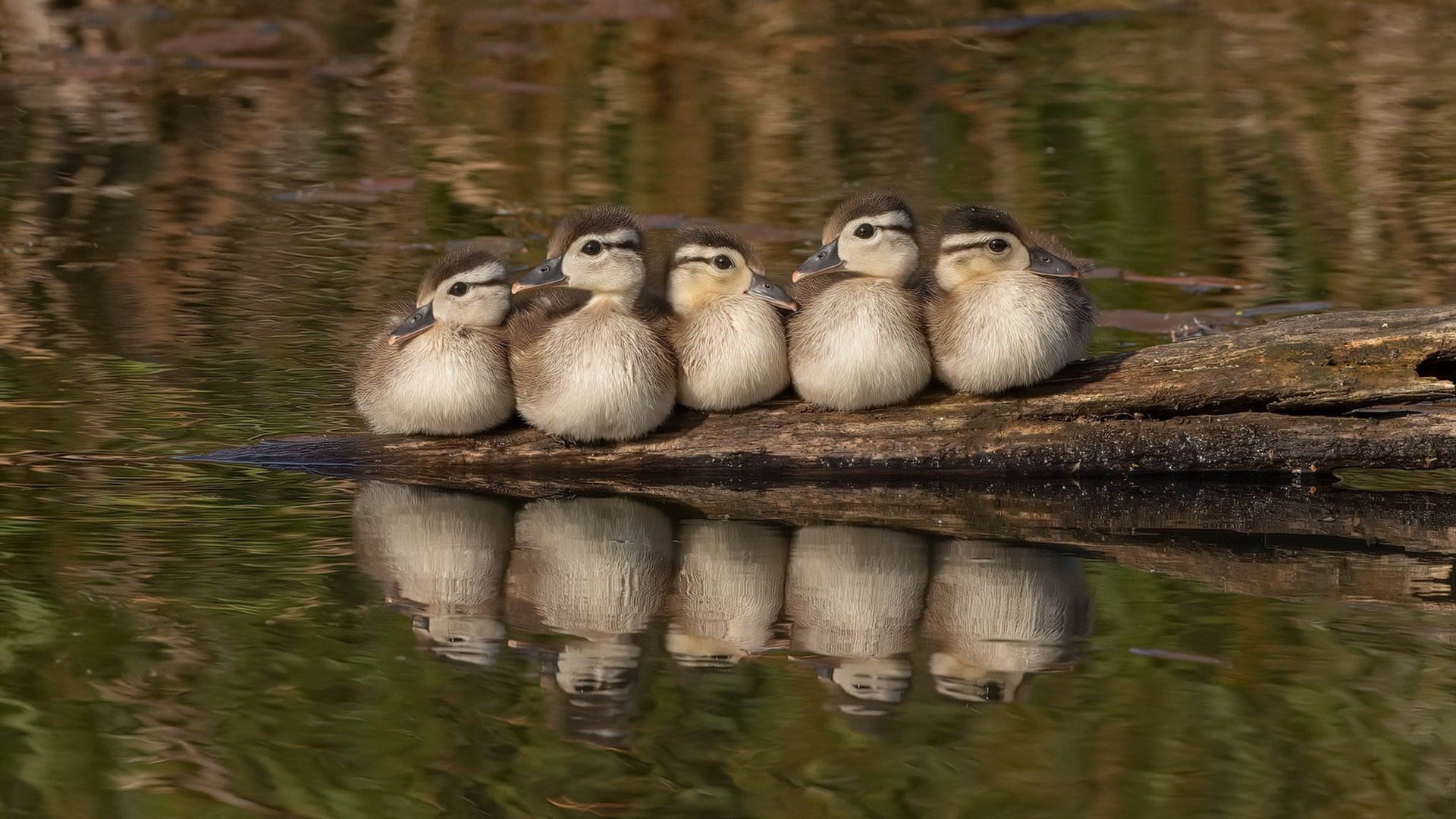 蓝色巨人的无声轰鸣,库尔图瓦精神加持,国际米兰轻取同城死敌