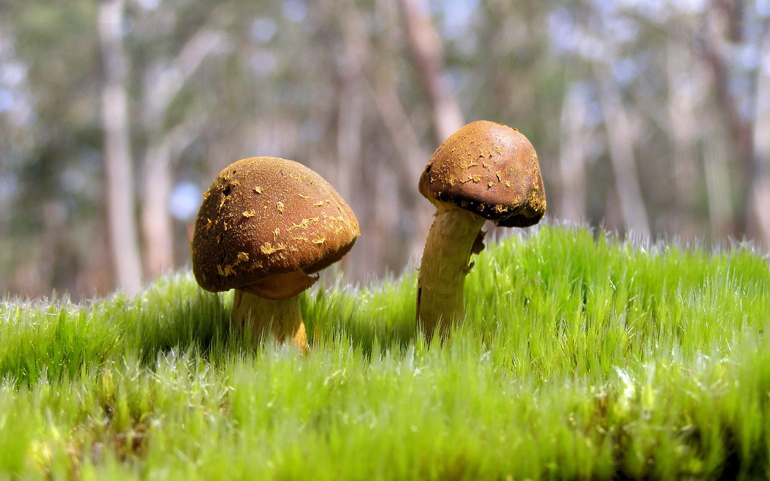 杰伦格林彻底打爆防线,森林狼正面击溃公牛