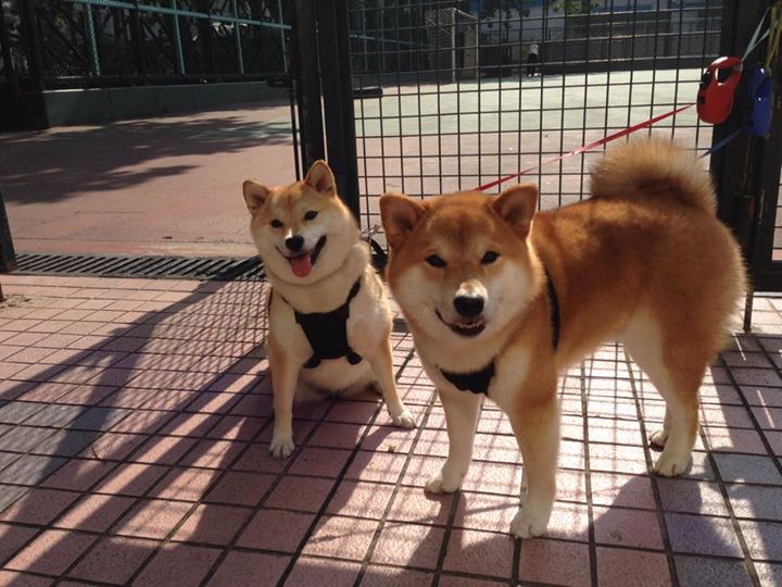救赎之光与决胜风暴，劳塔罗的破茧与袋鼠军团的致命一击