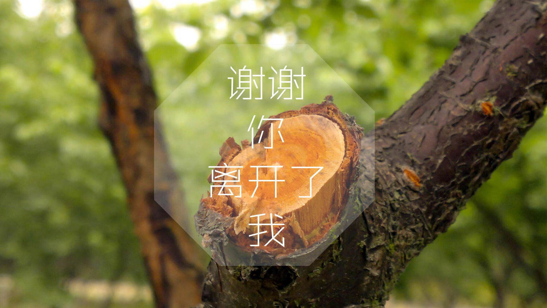 绿军交响曲，西亚卡姆掌控节奏，凯尔特人体系洞穿辽宁