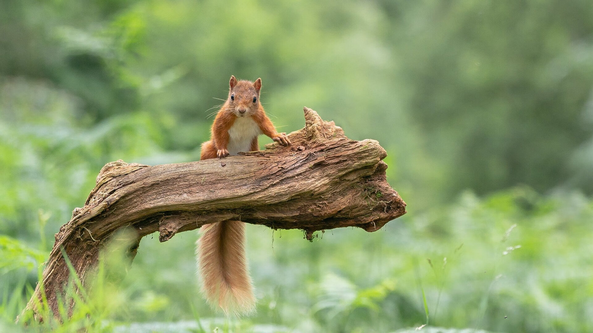 隐形成长与显性胜利，从卡塞米罗与乌克兰大胜看足球的两种智慧
