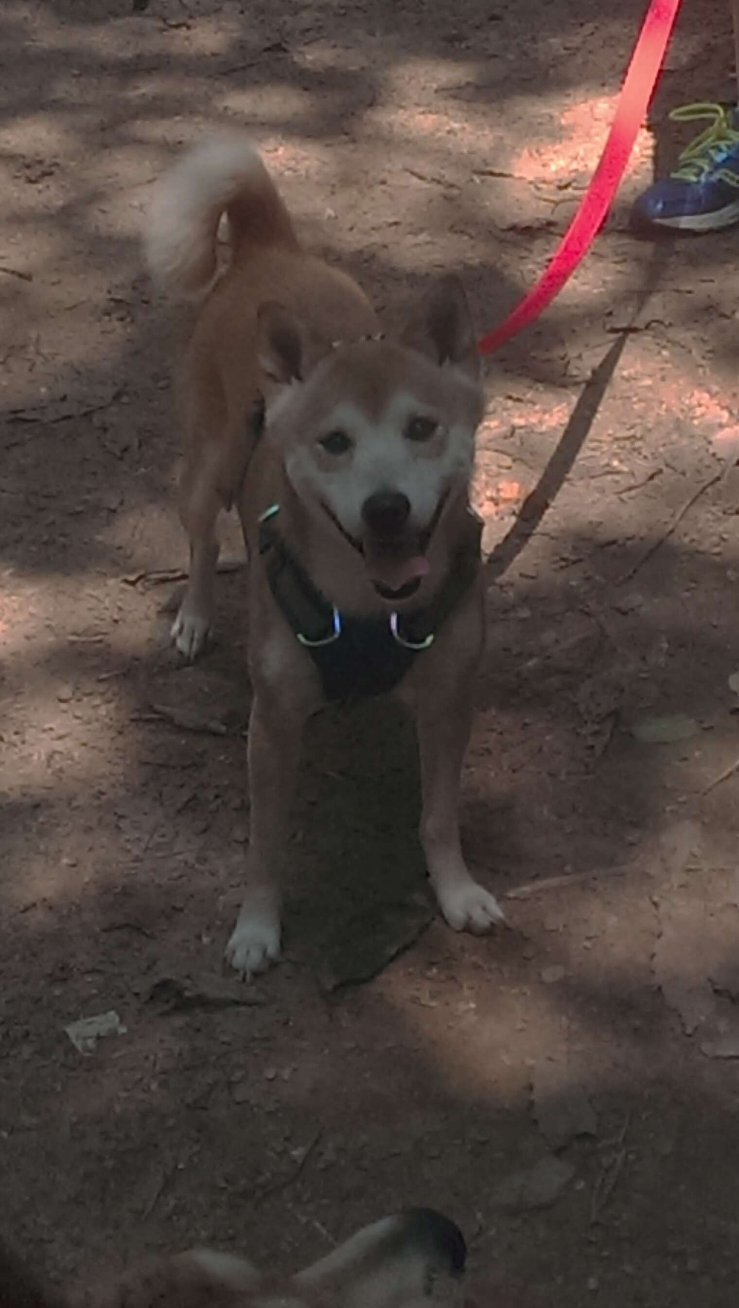 赛道与绿茵的双重奏，F1争冠战火炽燃，丹麦足球淘汰瑞士晋级