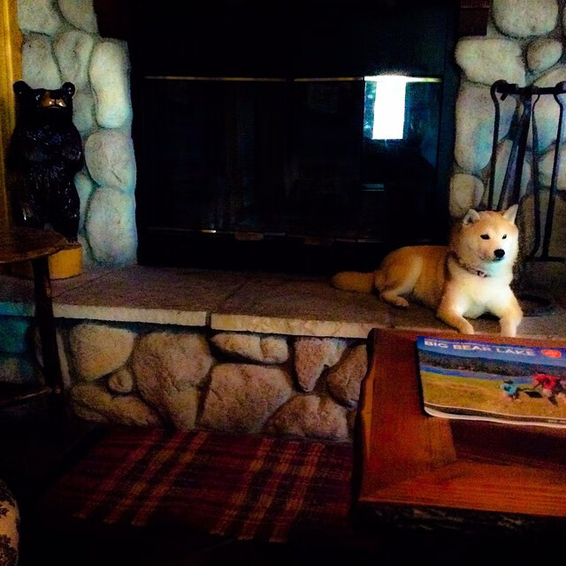 双线辉煌，森林狼生死战逆转老鹰，范弗利特欧冠半决赛主宰赛场