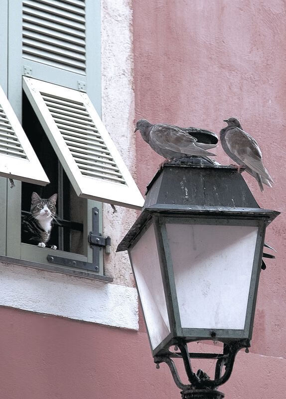 辽宁队硬仗破骑士，伦纳德无声处听惊雷