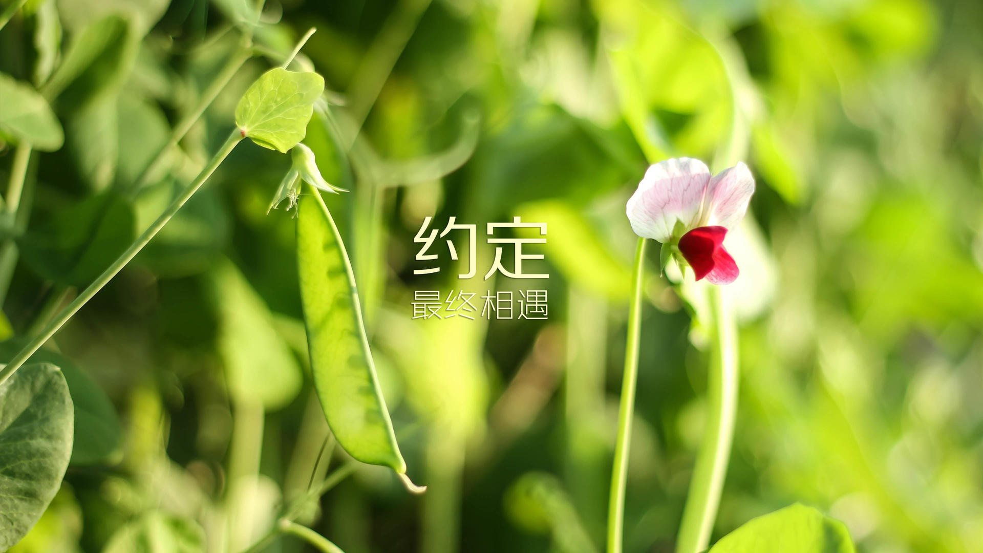 布达佩斯之夜,B费闪耀全场,匈牙利绝杀阿联酋,战术胜利铸就2026世界杯生死战经典