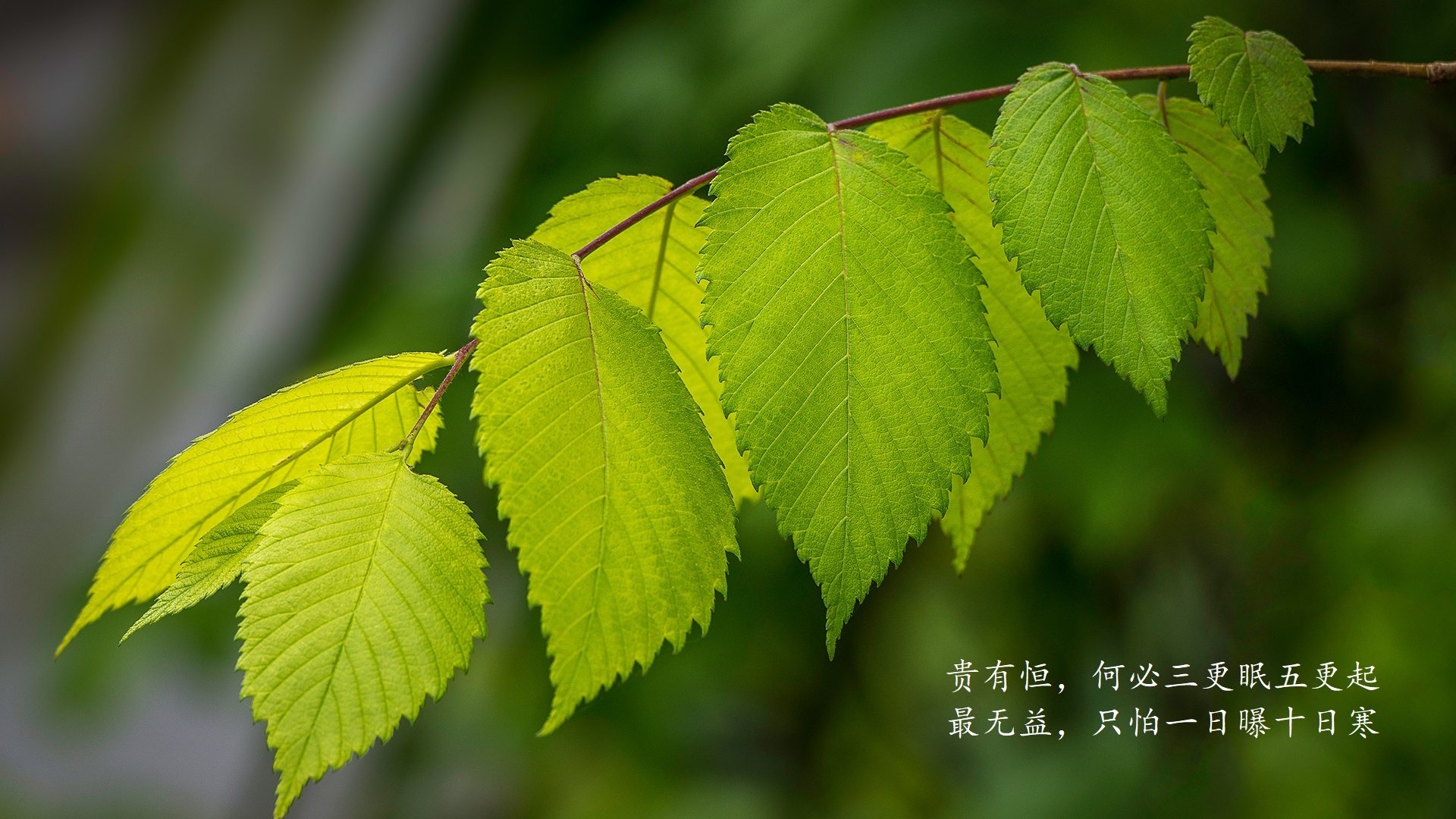 东瀛武士闪耀F组,三笘薰导演逆转,匈牙利中场铁壁难挡乌拉圭铁骑